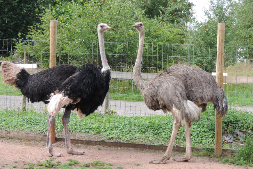 Ostrich